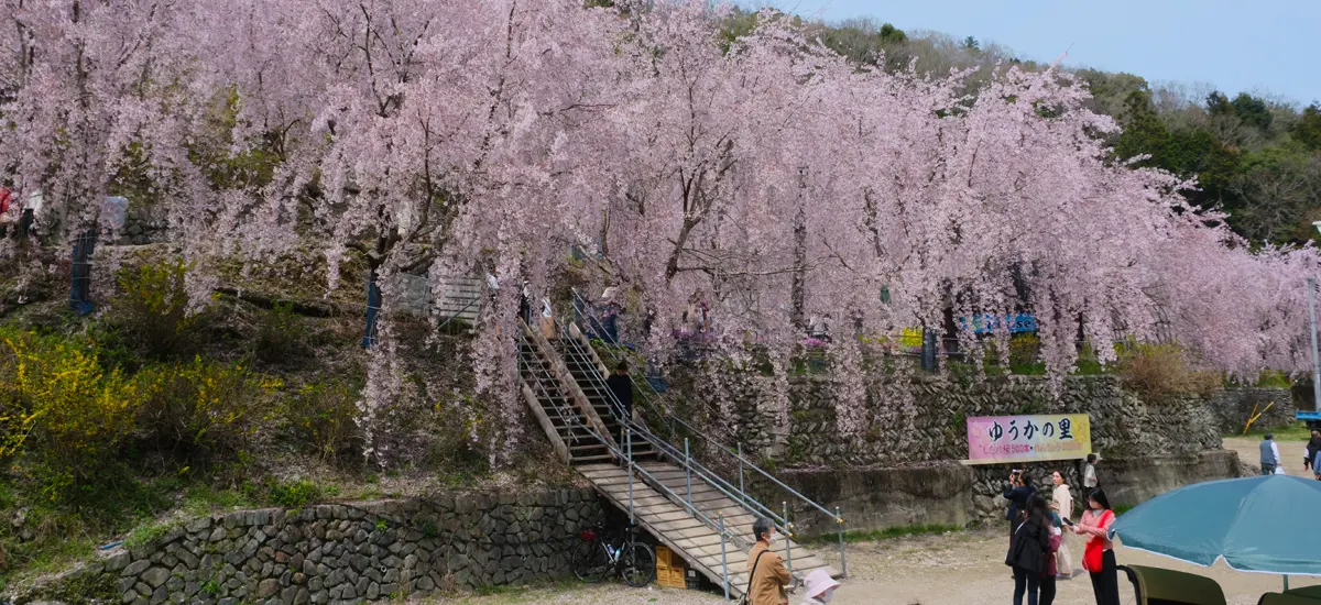 徳島県ゆうかの里のしだれ桜