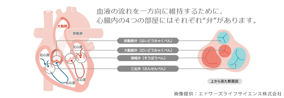 心臓には４つの弁があります